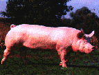 Yorkshire boar